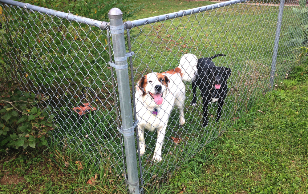fences pets wood chain link